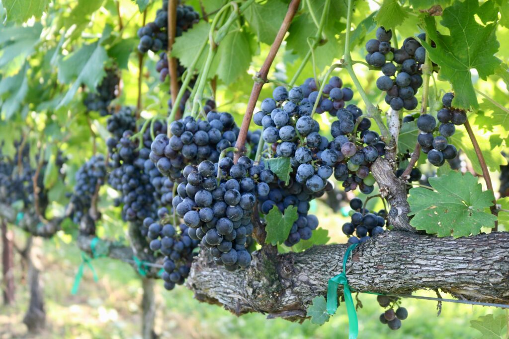 resveratrol
